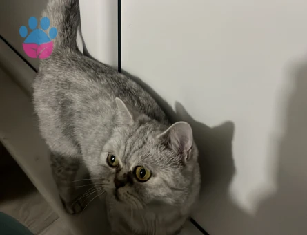 Kızımıza eş arıyoruz