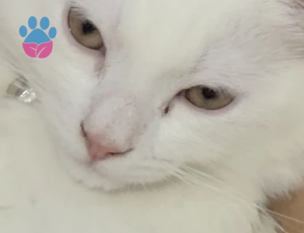 British Shorthair Oğlumuz şans eş arıyor