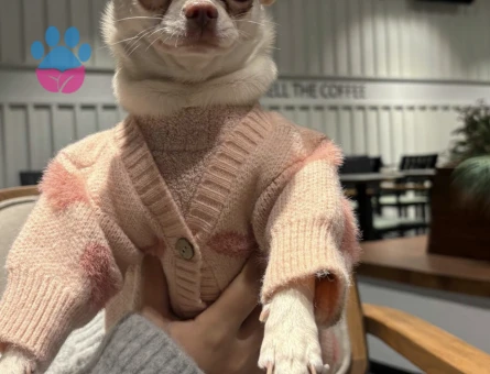 Chihuahua kızıma eş arıyorum