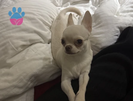 Chihuahua kızıma eş arıyorum