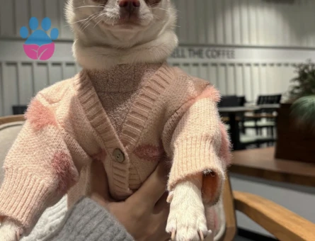 Chihuahua kızıma eş arıyorum