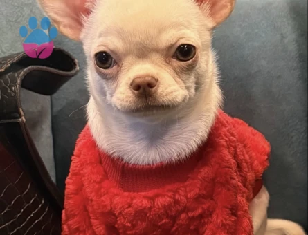 Chihuahua kızıma eş arıyorum