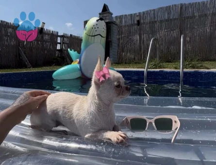 Chihuahua kızıma eş arıyorum