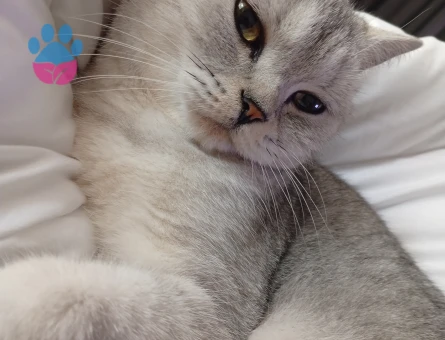 British eş ilanı 1 Yaşında