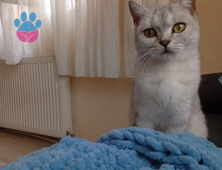 British eş ilanı 1 Yaşında