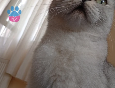 British eş ilanı 1 Yaşında