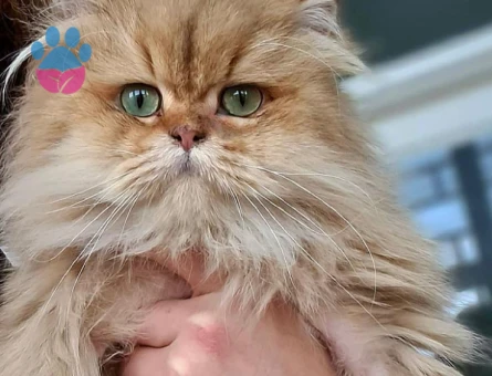 British longhair Golden Erkek kedimize eş arıyoruz