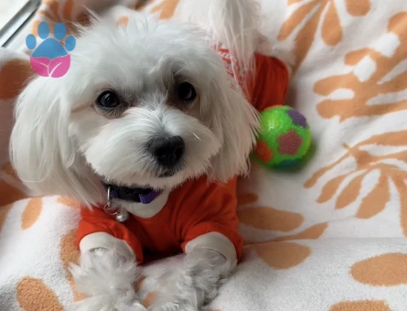 Maltese Terrier Kızımıza eş arıyoruz