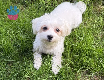 Maltese Terrier Kızımıza eş arıyoruz