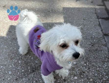 Maltese Terrier Kızımıza eş arıyoruz