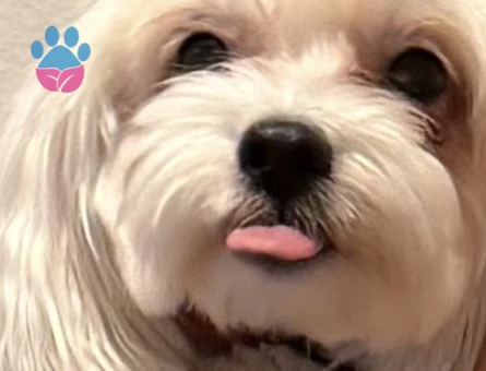 Maltese Terrier Kızımıza eş arıyoruz