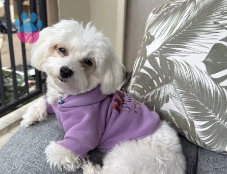 Maltese Terrier Kızımıza eş arıyoruz