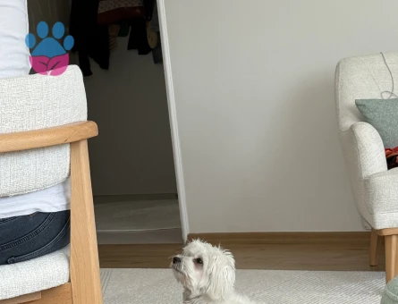 Maltese Terrier Kızımıza eş arıyoruz