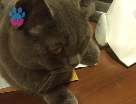 Evladımıza Gelin adaylarını bekliyoruz...