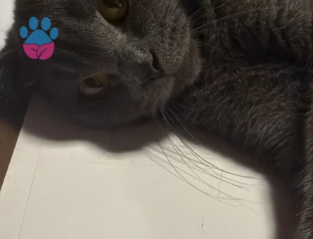 Evladımıza Gelin adaylarını bekliyoruz...