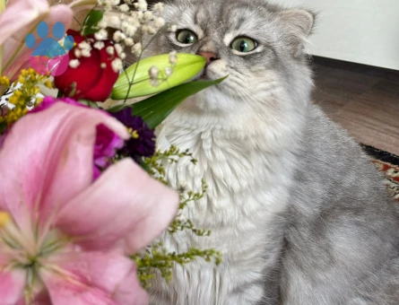 British Shorthair Kedime Eş Arıyoruz