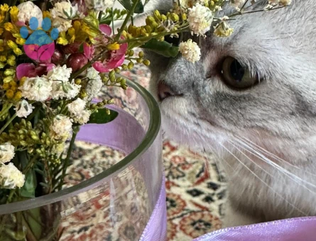 British Shorthair Kedime Eş Arıyoruz