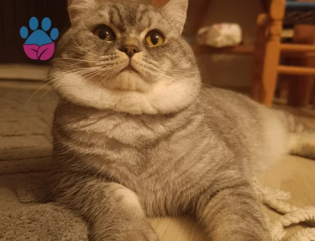 British Kedime Eş arıyoruz