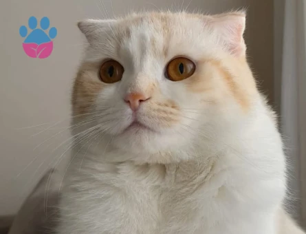 Balkıza eş arıyoruz