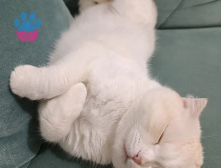 Balkıza eş arıyoruz