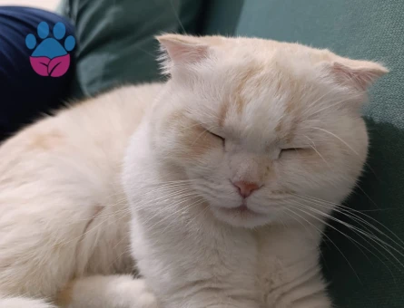 Balkıza eş arıyoruz