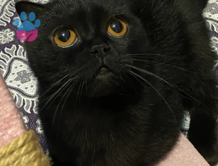 Zeytinime eş arıyorum❤️