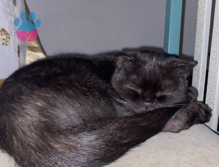 Zeytinime eş arıyorum❤️