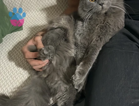 British LongHair Paşamıza Eş Arıyoruz