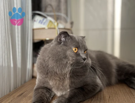 British LongHair Paşamıza Eş Arıyoruz