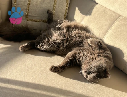 British LongHair Paşamıza Eş Arıyoruz