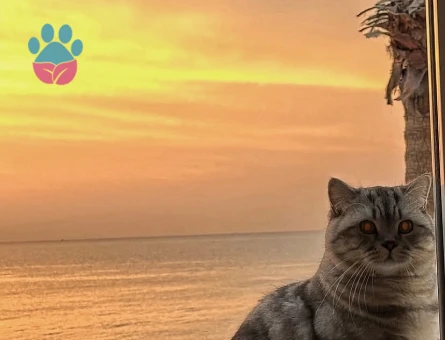 Oğluma eş arıyoruz