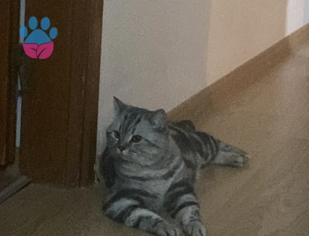 Oğluma eş arıyoruz