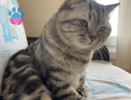 Oğluma eş arıyoruz