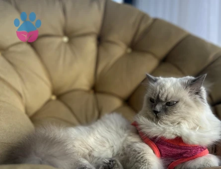 British longhair kedimize eş arıyoruz