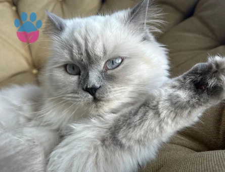 British longhair kedimize eş arıyoruz