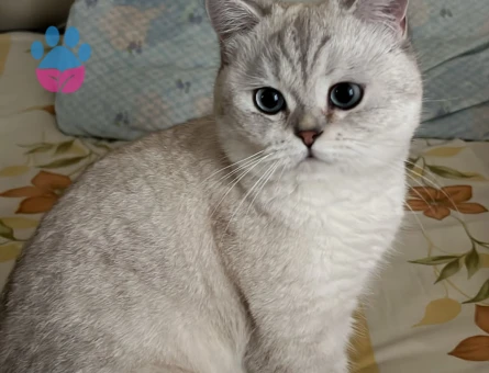 British silver shorthair