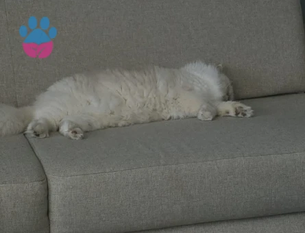 British longhair kızıma damat arıyorum