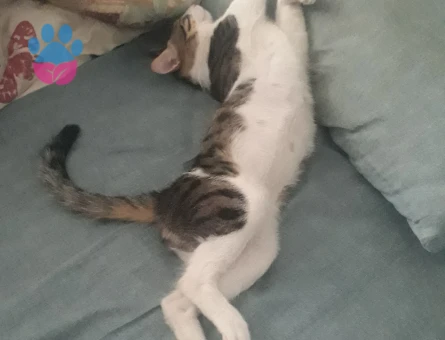 Canımdan çok sevdiğim tekir kedime eş arıyorum.