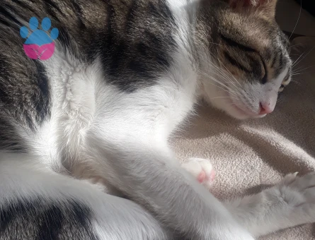 Canımdan çok sevdiğim tekir kedime eş arıyorum.