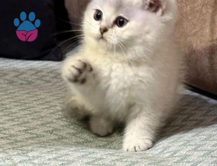 British silver shorthair