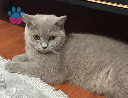 11 aylık kedimize eş arıyoruz