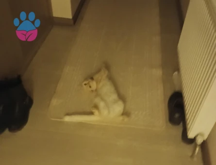 Scottish 1 yaşında erkek