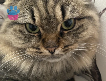 Kızımıza eş arıyoruz