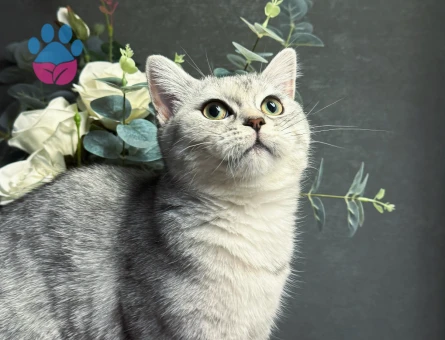 British Shorthair Pıtıra Eş Arıyorum