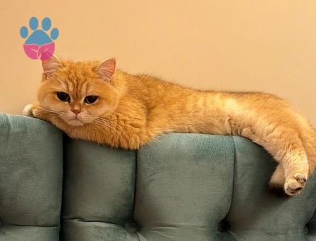 British golden shorthair ny11 veya ny12 Eş Arıyor
