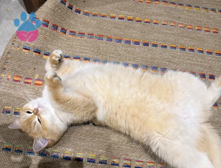 British golden shorthair ny11 veya ny12 Eş Arıyor