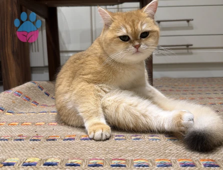 British golden shorthair ny11 veya ny12 Eş Arıyor