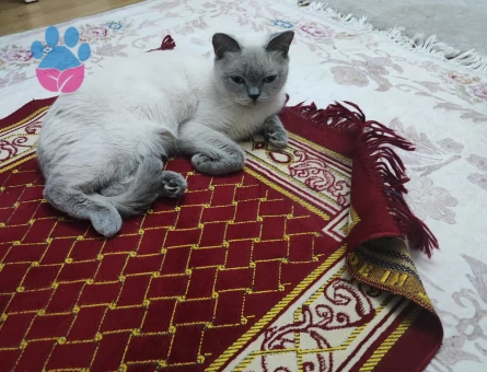 British Shorthair 1 Yaşında Eş Arıyor