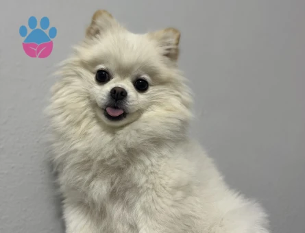 Pomeranian boo erkek eş aranıyor