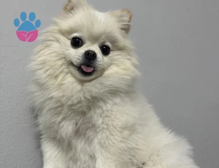 Pomeranian boo erkek eş aranıyor